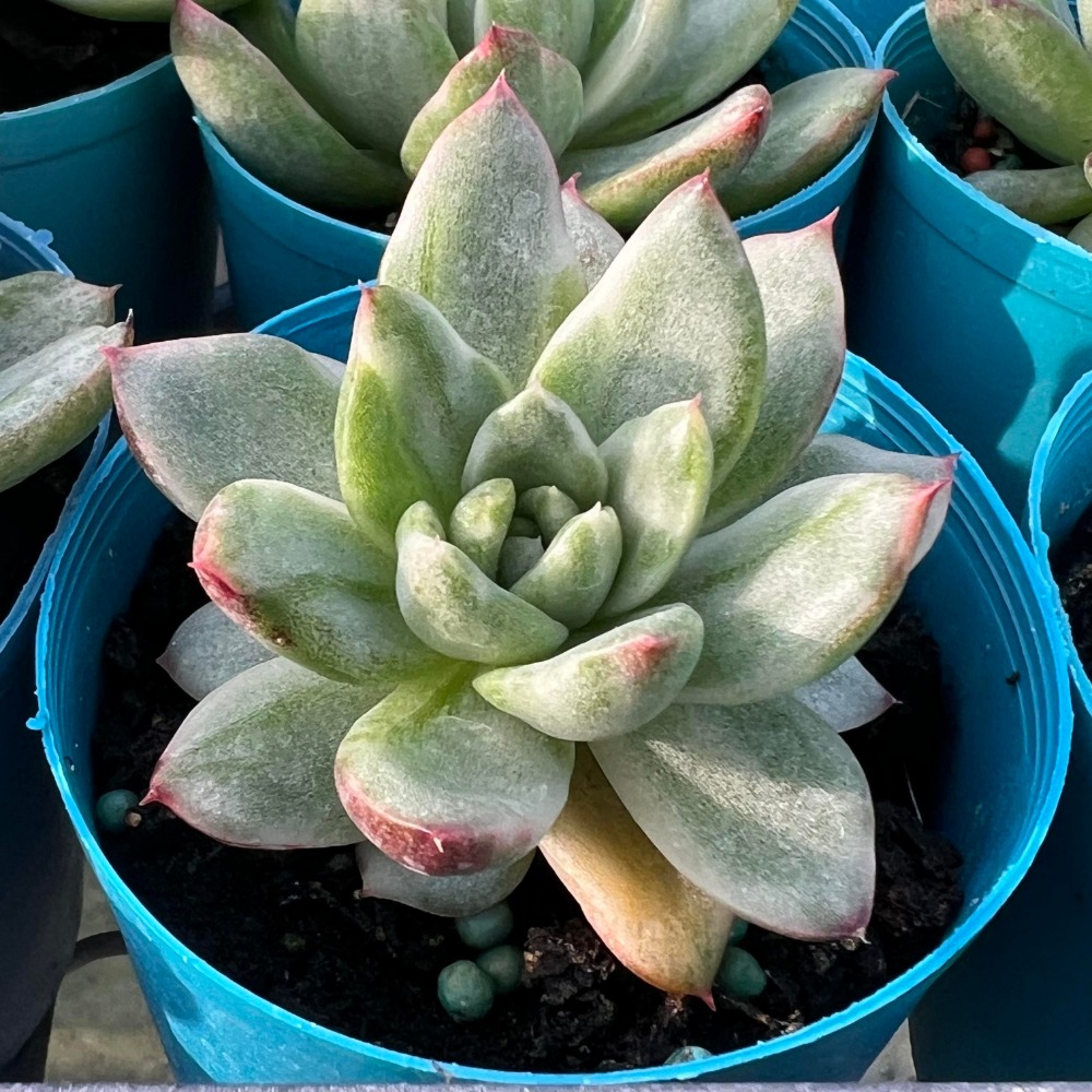 沅鈺農場多肉植物聖誕東雲錦- 沅鈺農場多肉植物- iOPEN Mall