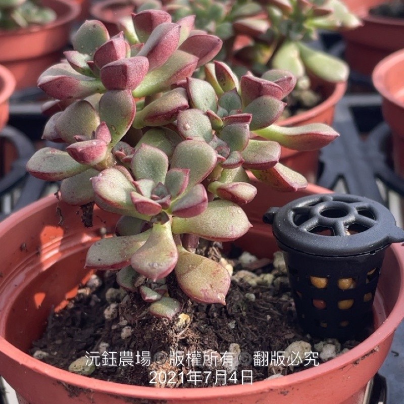 沅鈺農場   資材   肥料盒-細節圖2