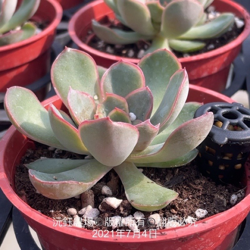 沅鈺農場   資材   肥料盒-細節圖3