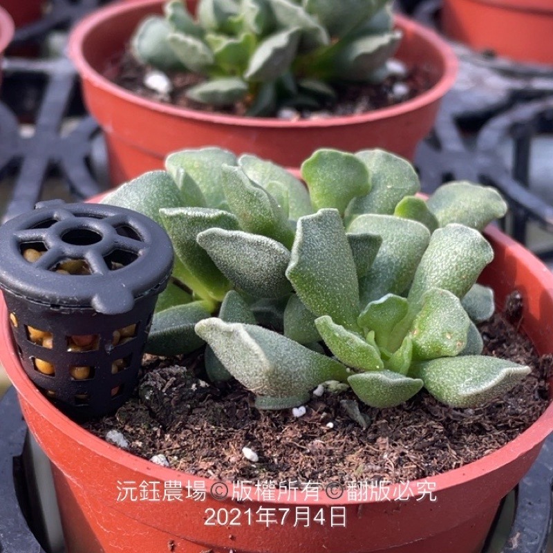 沅鈺農場   資材   肥料盒-細節圖4