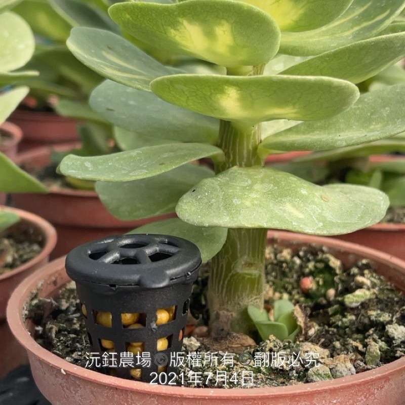 沅鈺農場   資材   肥料盒-細節圖5