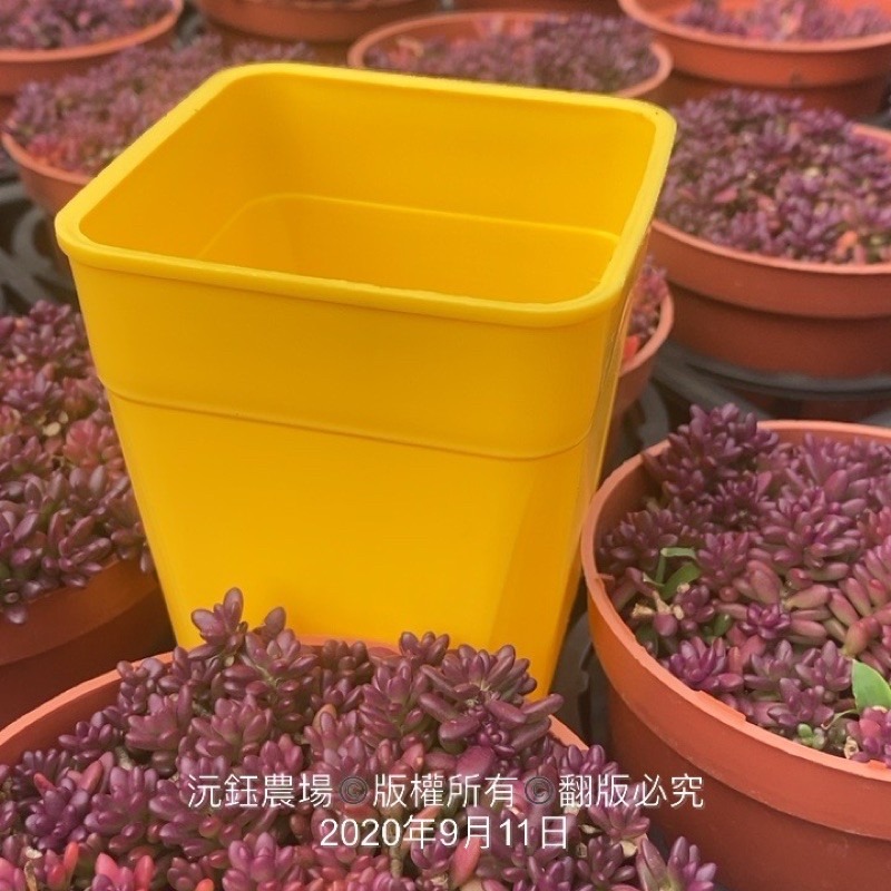 沅鈺農場   資材   多肉植物專用 彩色 透氣盆-細節圖2