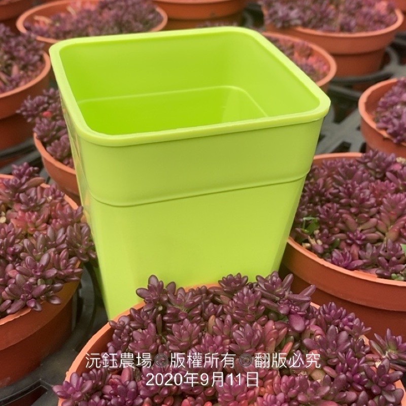 沅鈺農場   資材   多肉植物專用 彩色 透氣盆-細節圖3