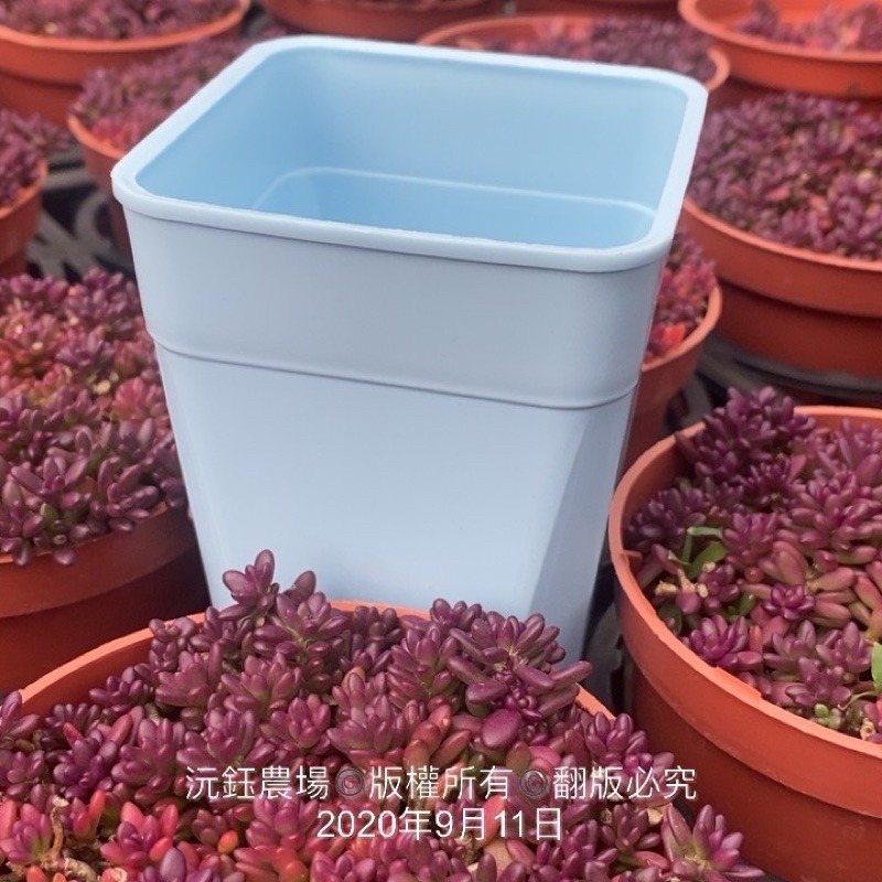 沅鈺農場   資材   多肉植物專用 彩色 透氣盆-細節圖4