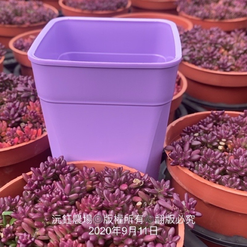 沅鈺農場   資材   多肉植物專用 彩色 透氣盆-細節圖5