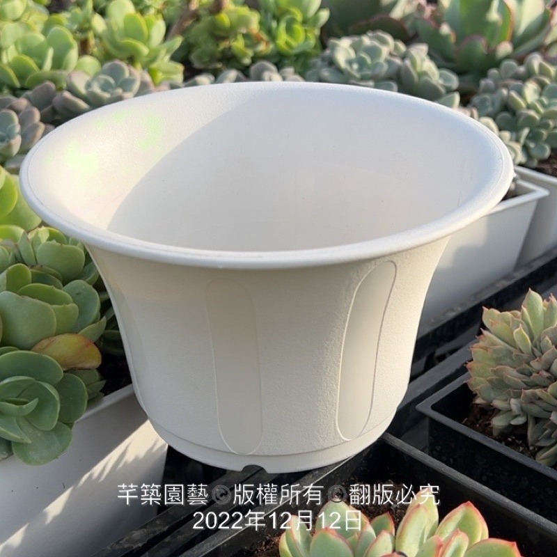 沅鈺農場   資材   六吋開口盆/開口笑-細節圖2