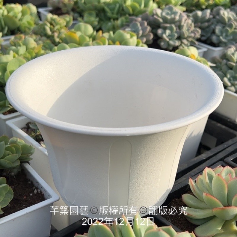 沅鈺農場   資材   六吋開口盆/開口笑-細節圖3