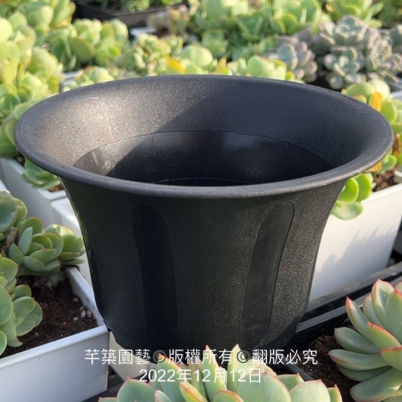 沅鈺農場   資材   六吋開口盆/開口笑-細節圖5