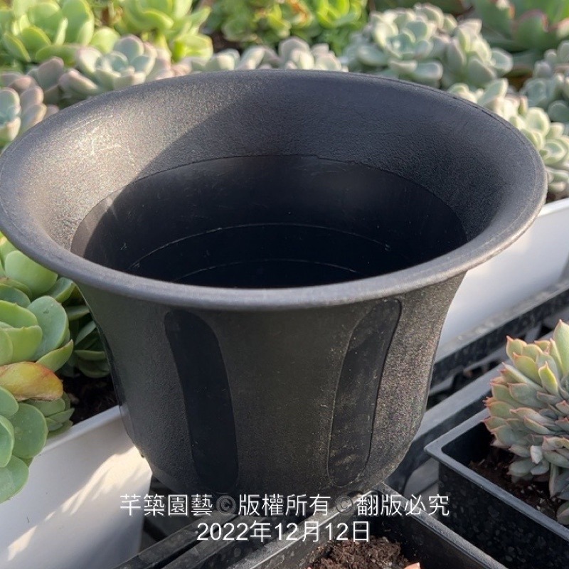 沅鈺農場   資材   六吋開口盆/開口笑-細節圖6