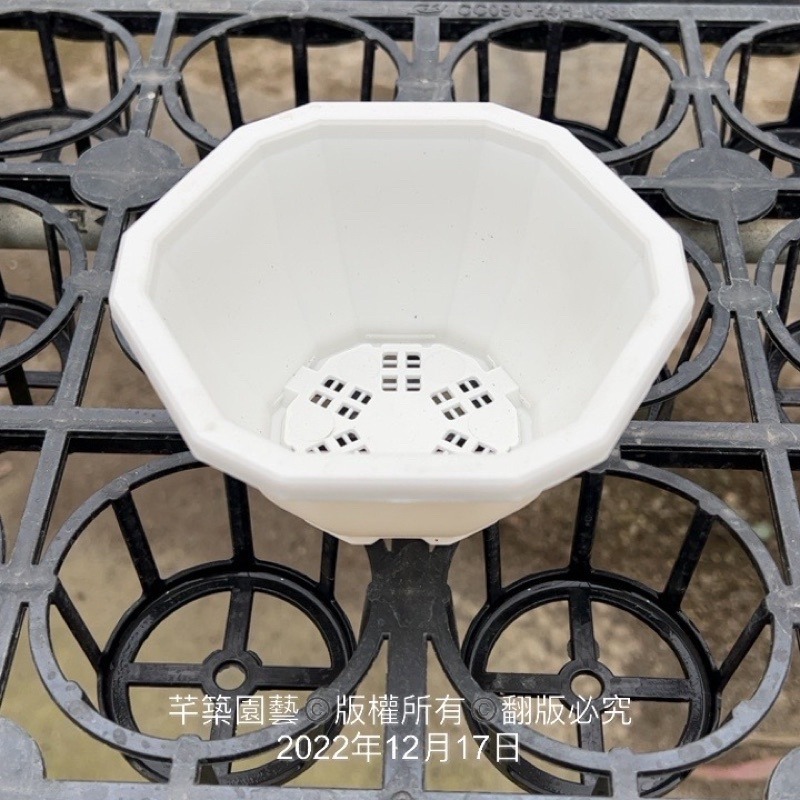 沅鈺農場   資材   12角盆-細節圖5