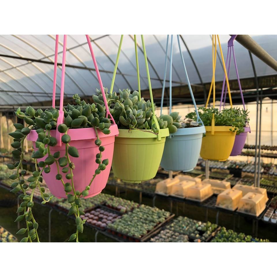 沅鈺農場   資材   彩色吊盆組-細節圖2