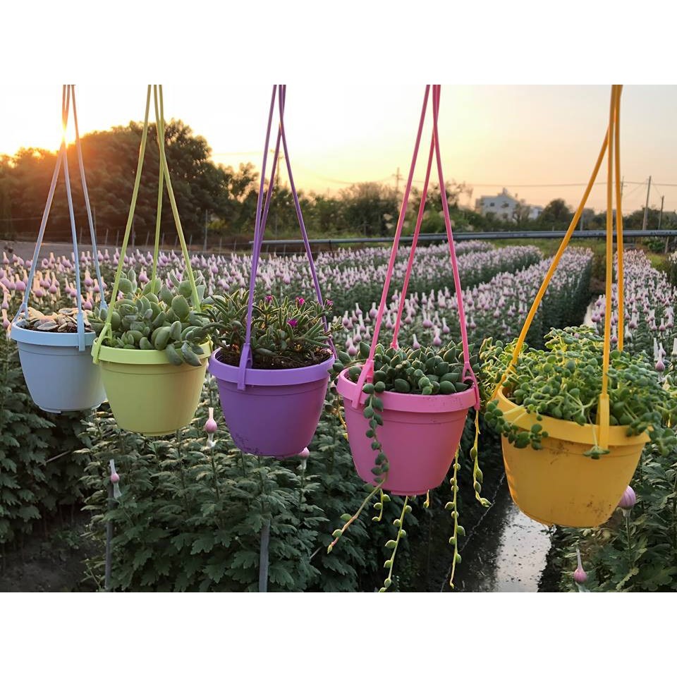沅鈺農場   資材   彩色吊盆組-細節圖3