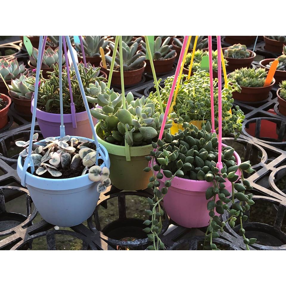 沅鈺農場   資材   彩色吊盆組-細節圖4