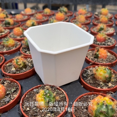 沅鈺農場   資材   八角盆-細節圖2