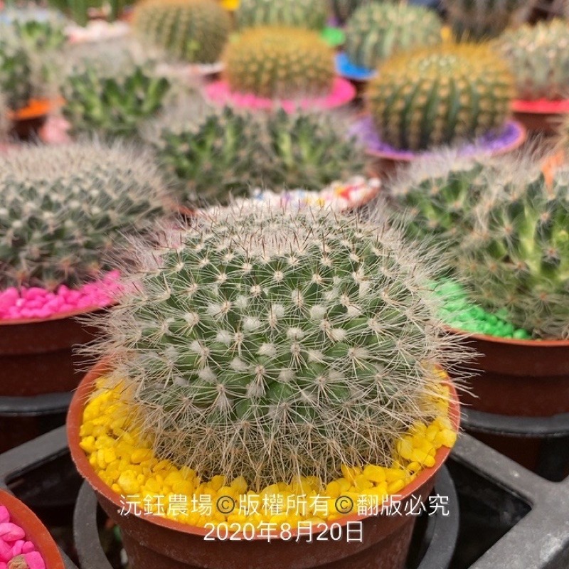 沅鈺農場   資材   彩色石頭/好運石-細節圖3