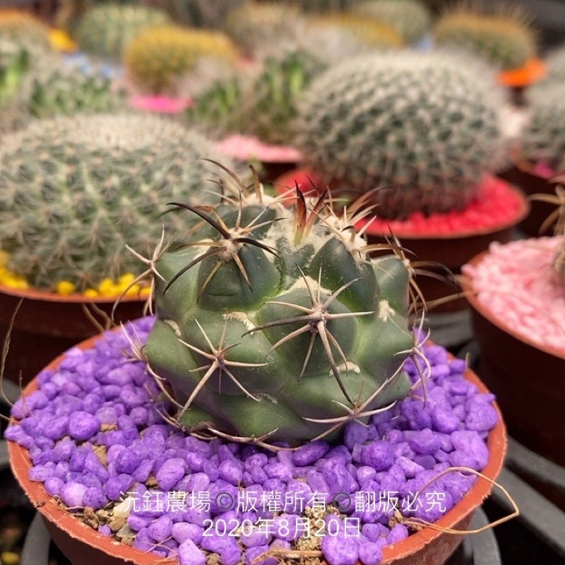 沅鈺農場   資材   彩色石頭/好運石(膠)-細節圖2