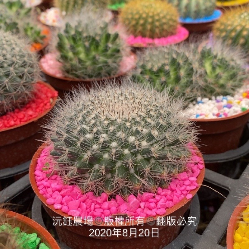 沅鈺農場   資材   彩色石頭/好運石(膠)-細節圖4