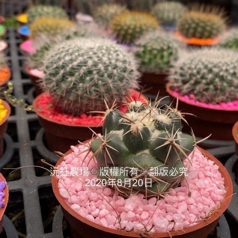 沅鈺農場   資材   彩色石頭/好運石(膠)-細節圖5