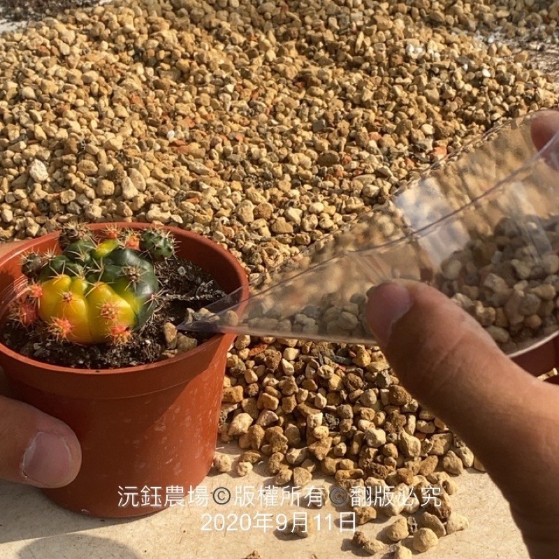 沅鈺農場   資材   透明勺子(鋪面好用)-細節圖3