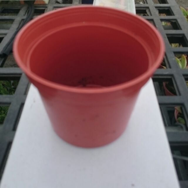 沅鈺農場   資材   3吋磚紅圓盆-細節圖3