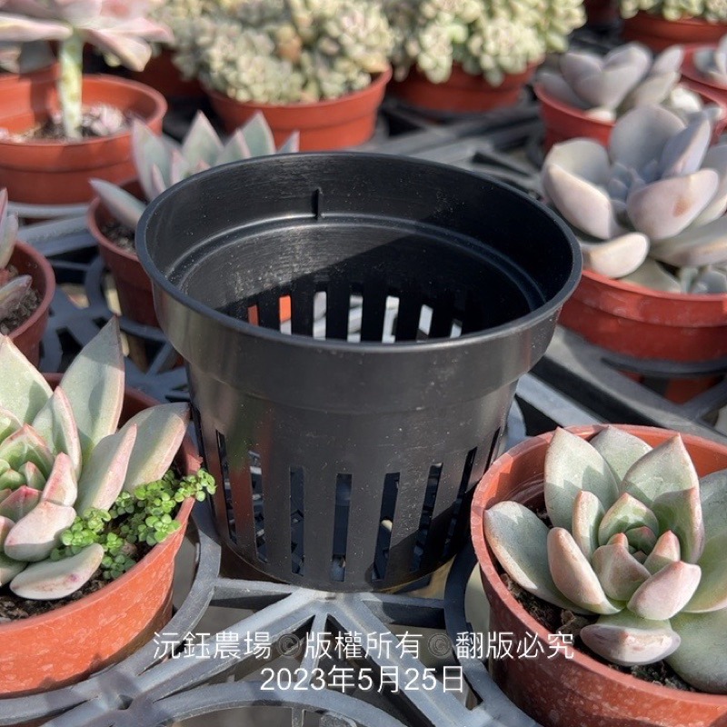 沅鈺農場   資材   水草盆  (透氣盆、懶人花盆內盆、鹿角蕨盆、水族水草栽培、多肉植物栽培、鹿角蕨、透氣控根、蘭花)-細節圖2