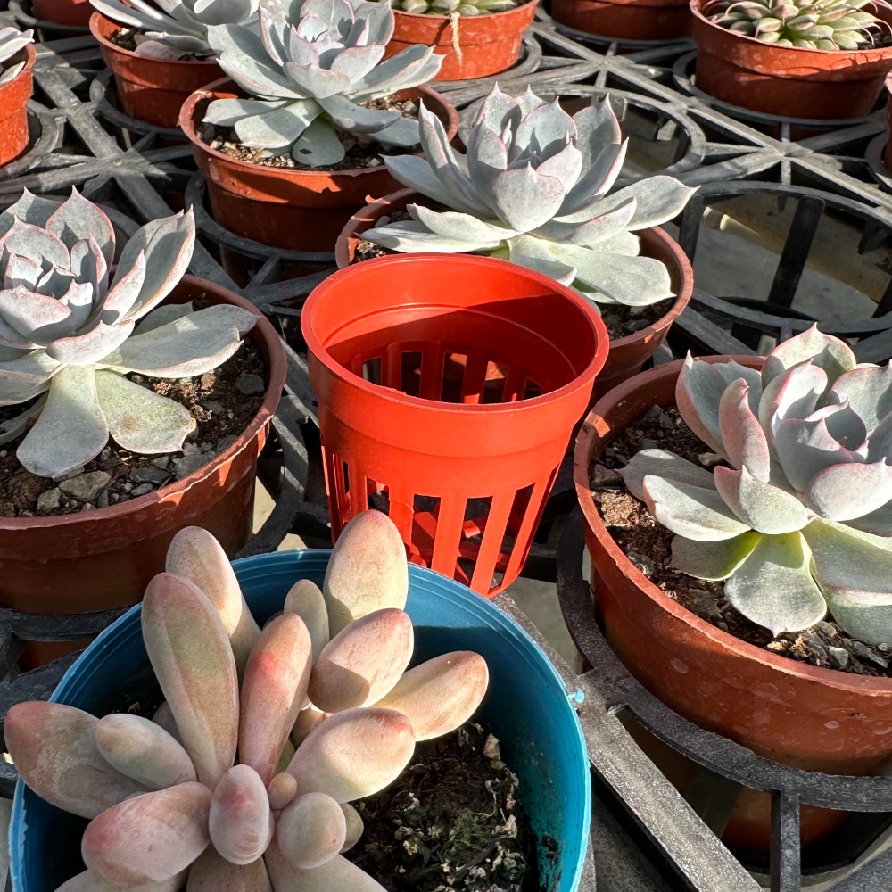 沅鈺農場   資材   水草盆  (透氣盆、懶人花盆內盆、鹿角蕨盆、水族水草栽培、多肉植物栽培、鹿角蕨、透氣控根、蘭花)-細節圖6