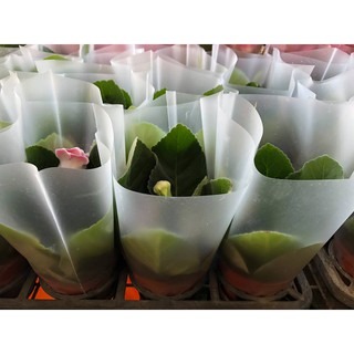 沅鈺農場   季節植物   大岩桐(花色隨機不一樣先出)-細節圖3
