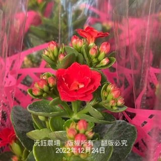 沅鈺農場   季節植物   長壽花(顏色隨機出貨,象徵長壽)-細節圖8
