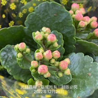 沅鈺農場   季節植物   長壽花(顏色隨機出貨,象徵長壽)-細節圖9