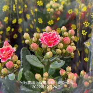 沅鈺農場   季節植物   迷你玫瑰花/薔薇（顏色隨機，多盆顏色會盡量不一樣）-細節圖3