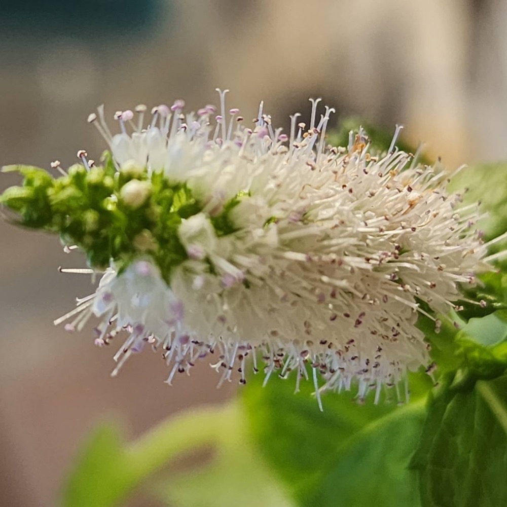 台灣薄荷綠茶-細節圖2