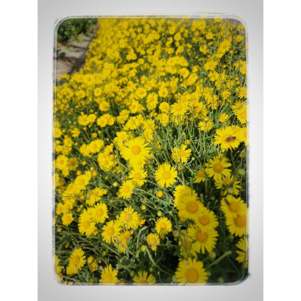 台灣佛里山菊白茶包-細節圖3