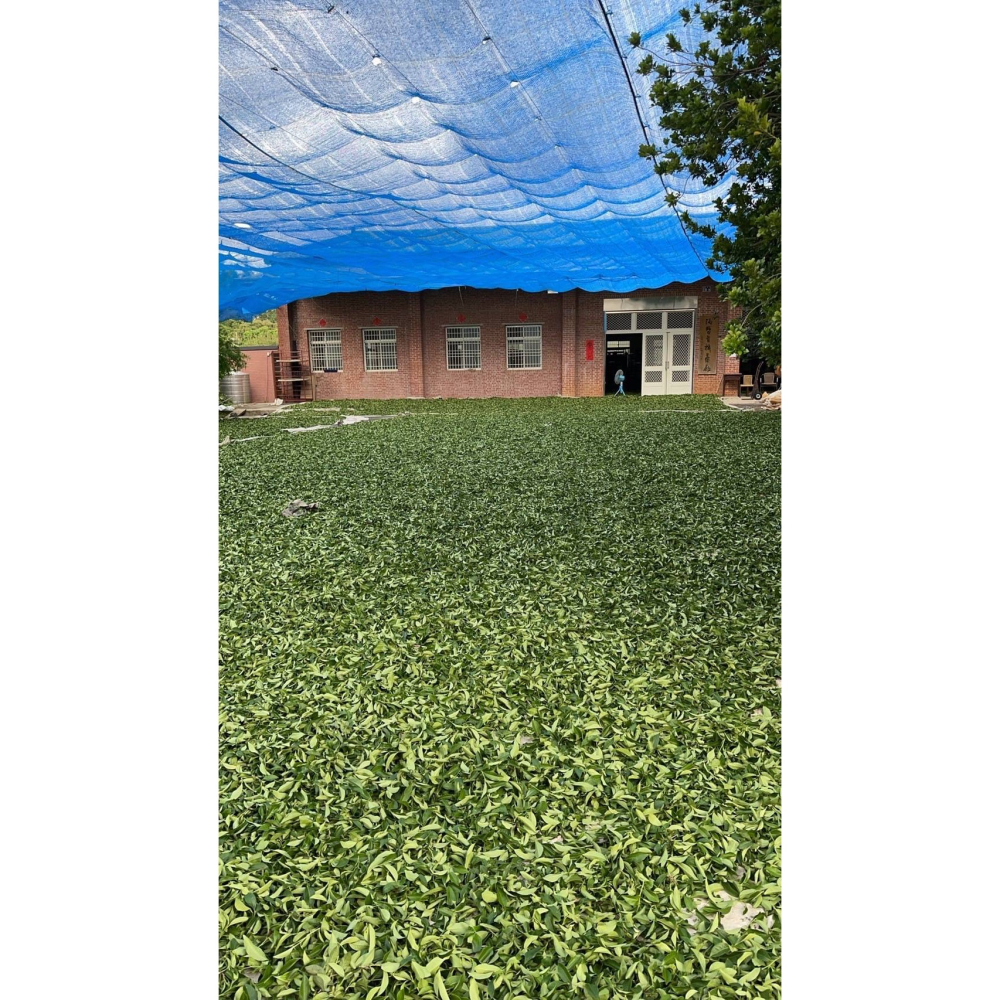 有機碳焙烏龍茶-細節圖4