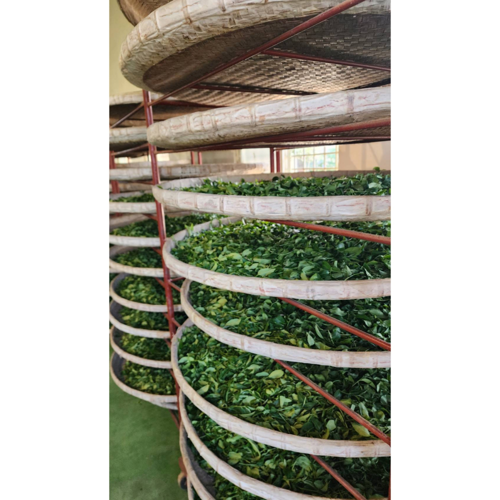 有機白茶-細節圖2