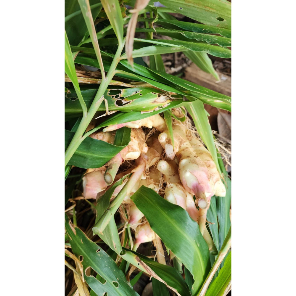 ＬＡＭＡ薑紅茶包-細節圖3