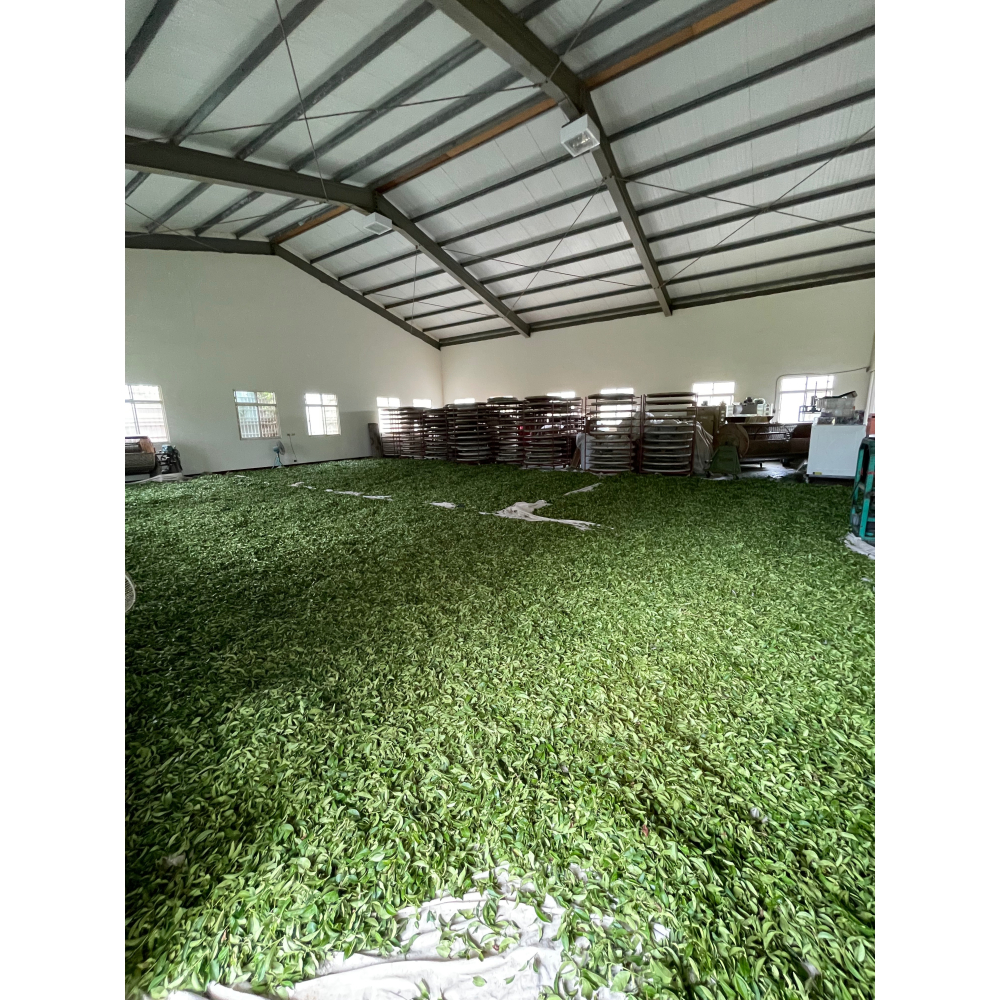 紅玉白茶茶包-細節圖2