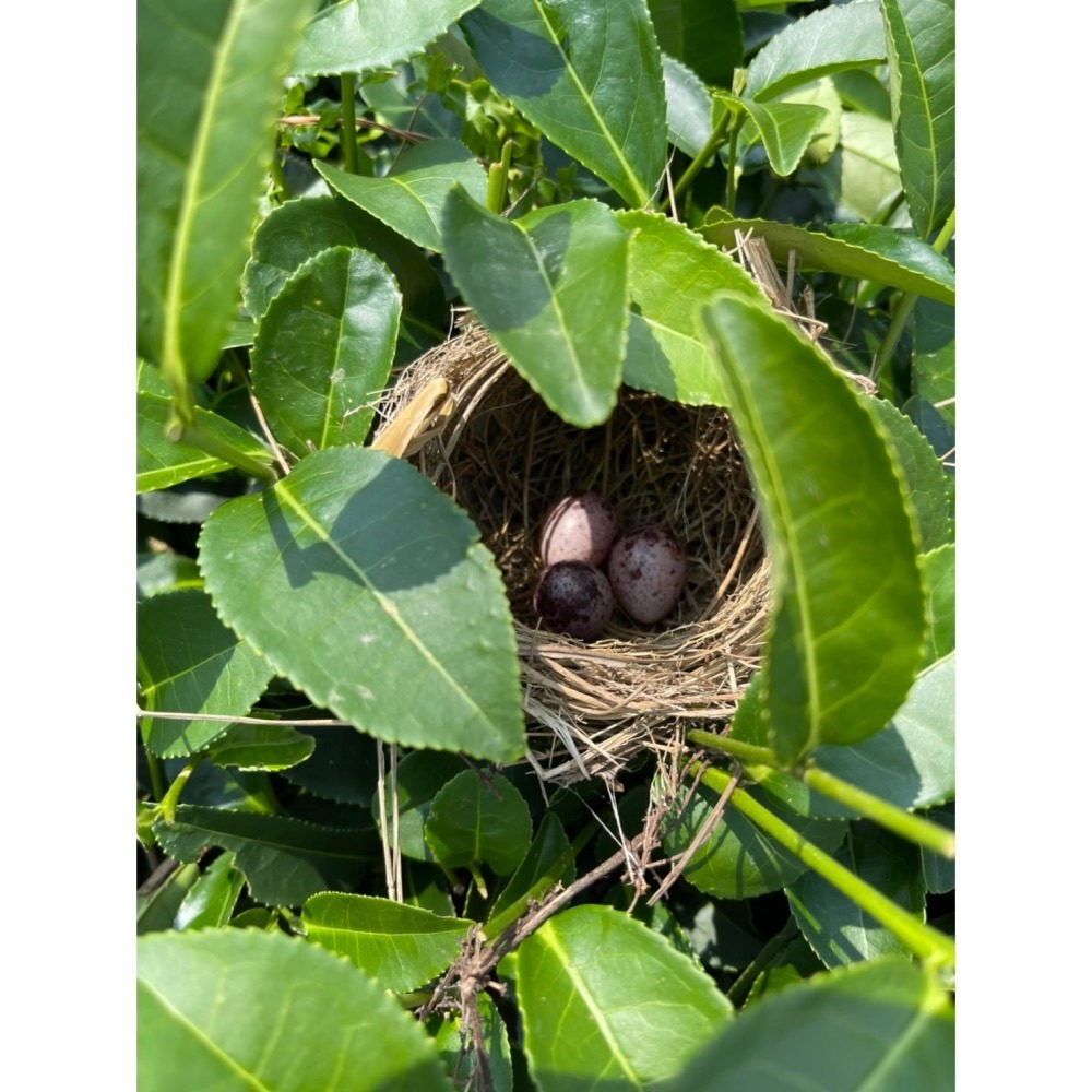 PLA裸包暖香綠茶茶包-細節圖2