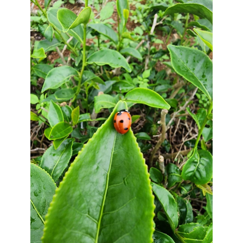 ＰＬＡ裸包暖香ＬＡＭＡ紅茶包-細節圖2