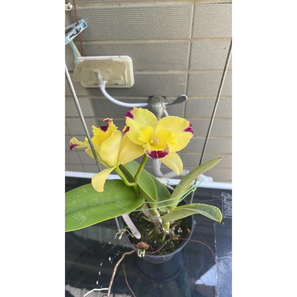 嘉德利亞蘭盆栽：Rlc.Shing Shiang Diamond “大揚1號” x Rlc.Rungnapha Fanc-細節圖2