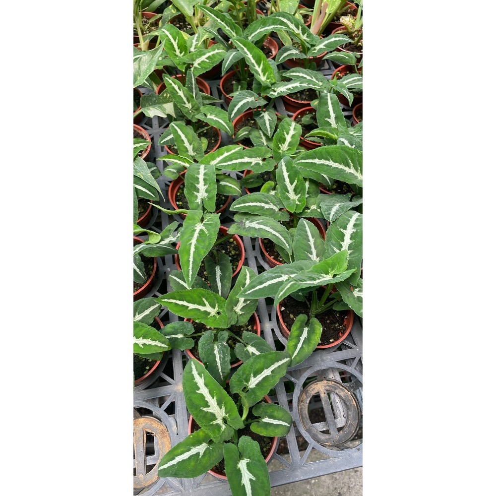 觀葉植物：絨葉合果芋小盆栽-細節圖2