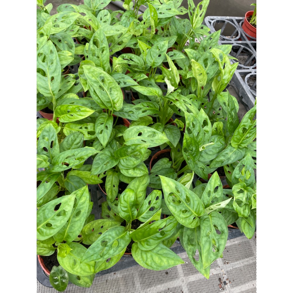 觀葉植物：窗孔龜背葉小盆栽-細節圖2