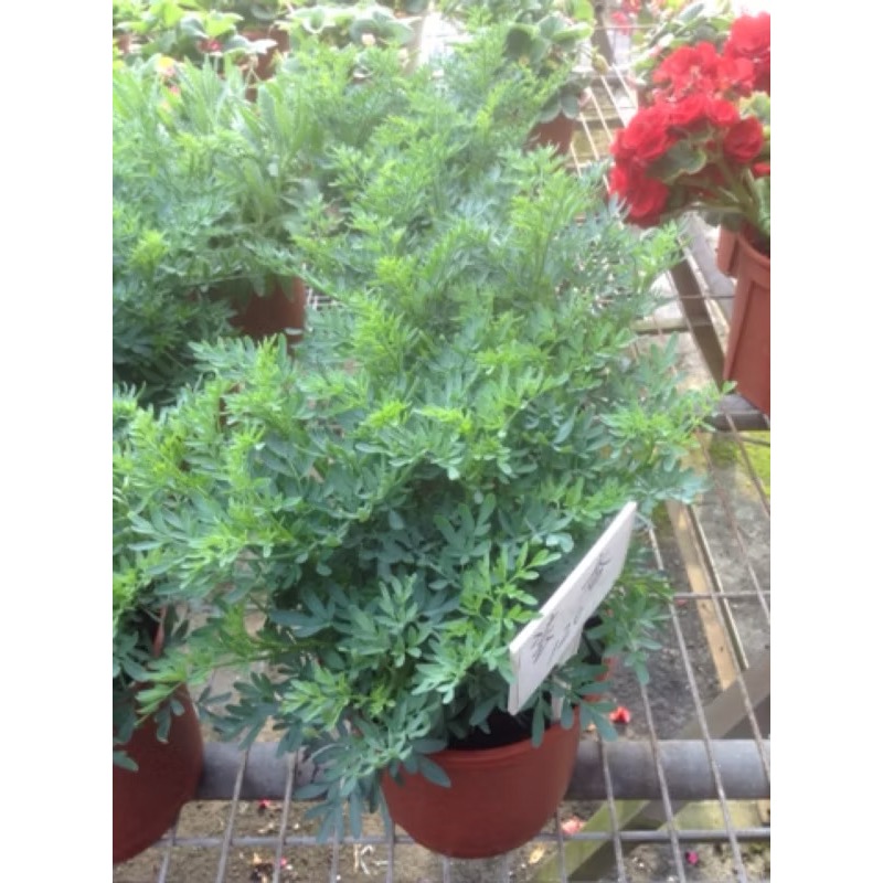 香草植物：芸香-細節圖2