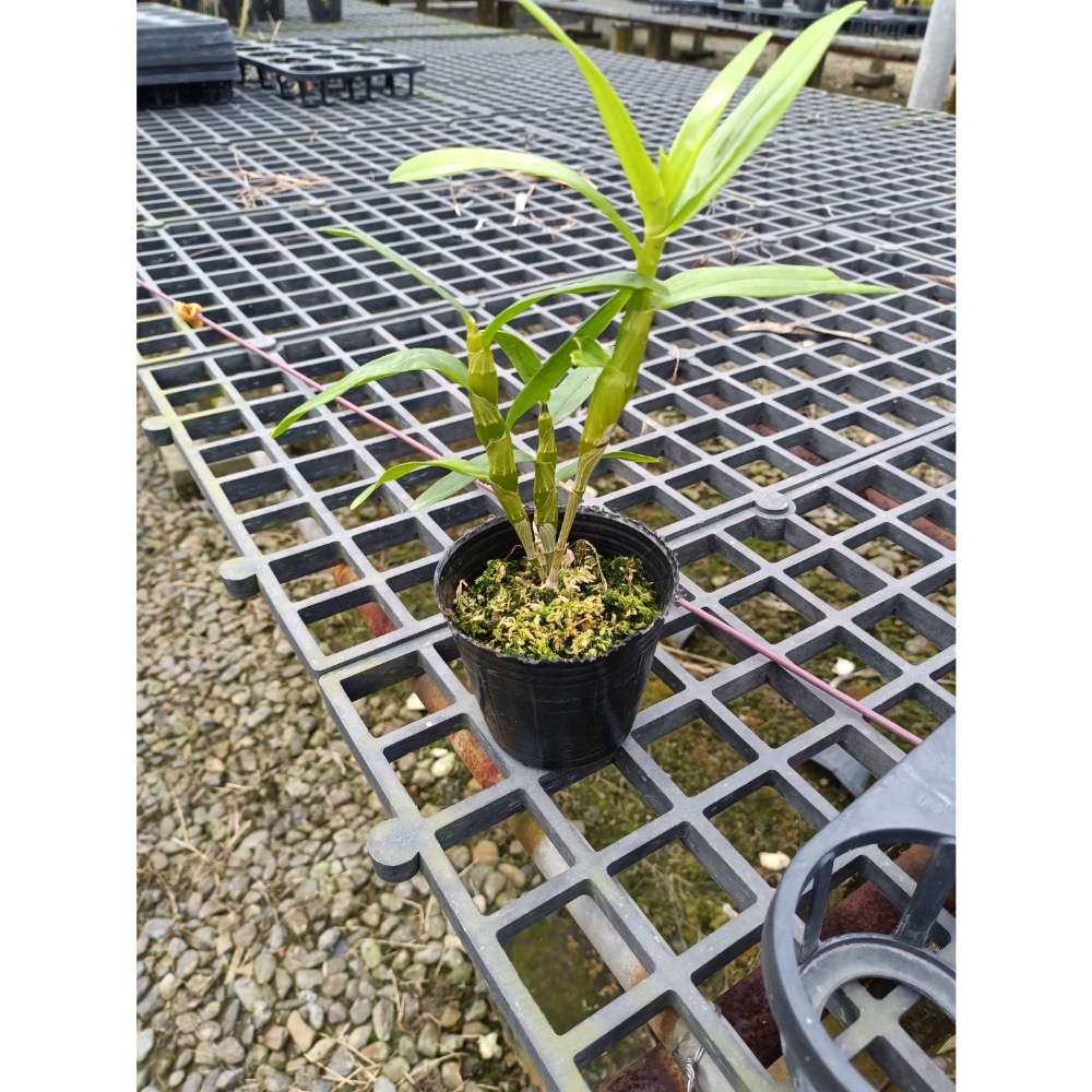 春石斛蘭盆栽：紅夢幻-細節圖2