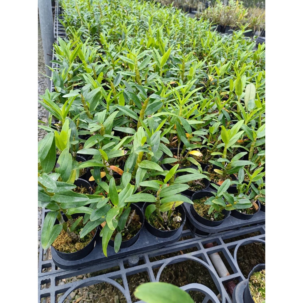 春石斛蘭盆栽：紅夢幻-細節圖3