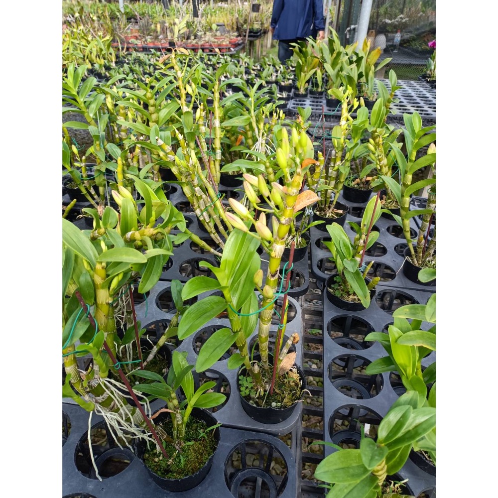 春石斛小盆栽：愛的記憶-細節圖2