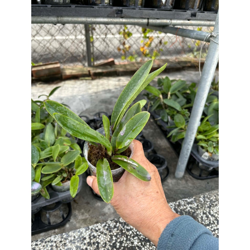 嘉德利亞蘭原生種實生苗盆栽：C.maximar var coerulea x tipo lan) x sib-細節圖2