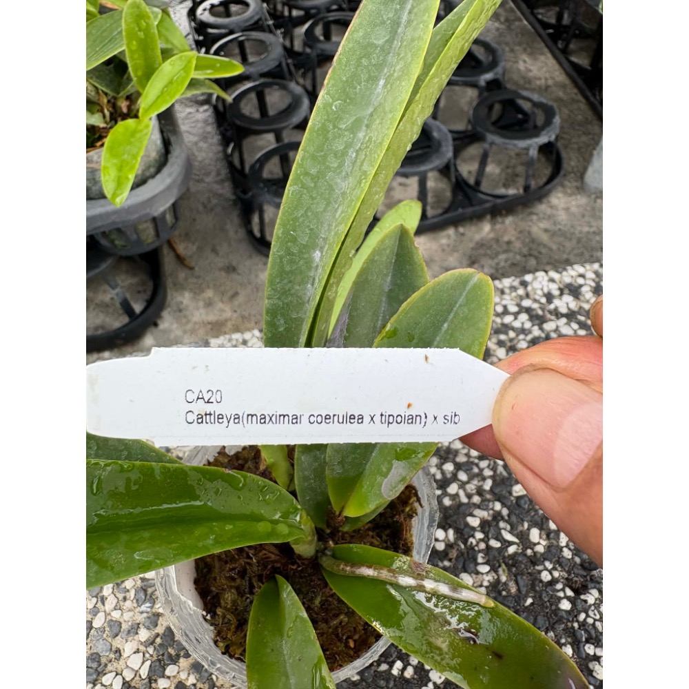 嘉德利亞蘭原生種實生苗盆栽：C.maximar var coerulea x tipo lan) x sib-細節圖3