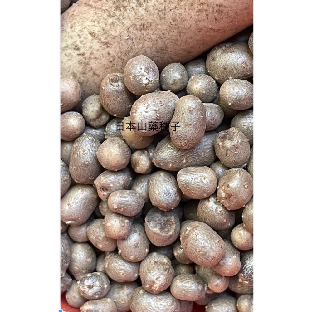 欣寶農場-日本、基隆原生、人蔘山藥籽 蔬菜種子 山藥豆-細節圖2
