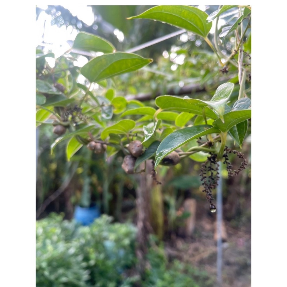 欣寶農場-日本、基隆原生、人蔘山藥籽 蔬菜種子 山藥豆-細節圖3