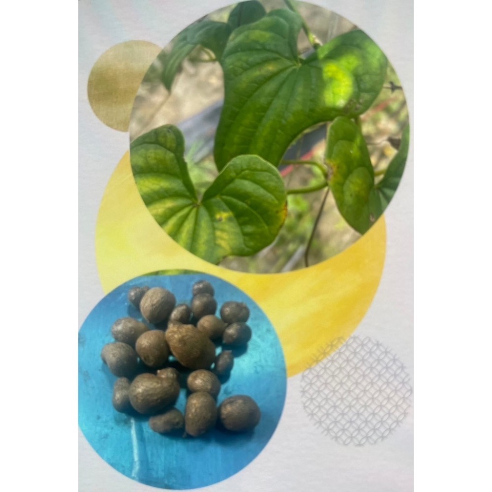 欣寶農場-日本、基隆原生、人蔘山藥籽 蔬菜種子 山藥豆-規格圖3